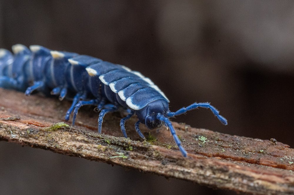 Además de vertebrados, la reserva esconde cientos de especies de insectos como el milpiés azul. Fauna de Biosfera El Cielo.