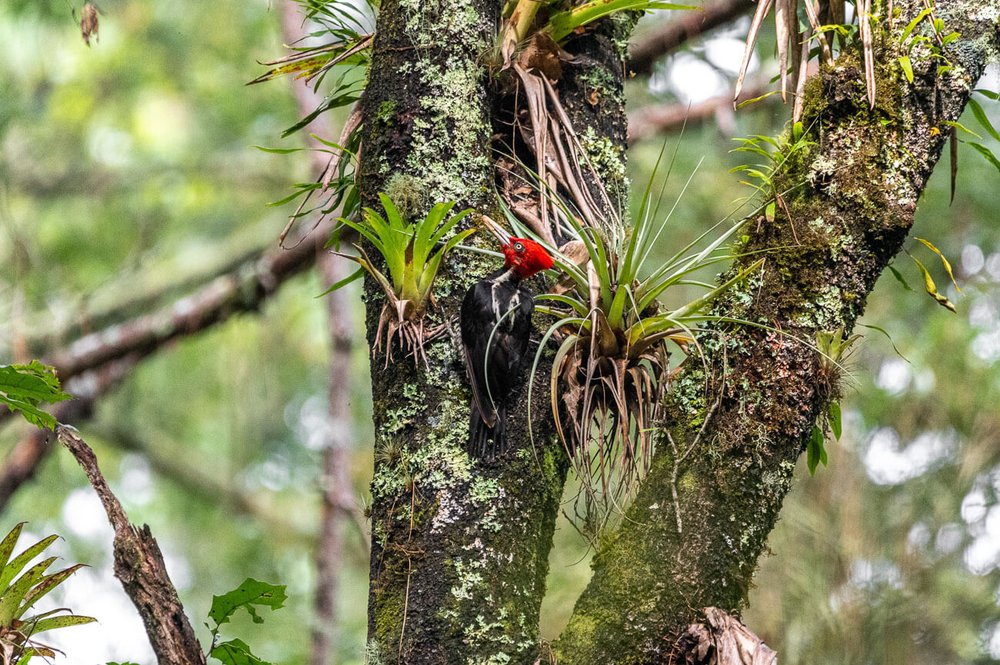 Pájaro carpintero pico plateado (Campephilus guatemalensis) en la parte alta de Biosfera El Cielo.