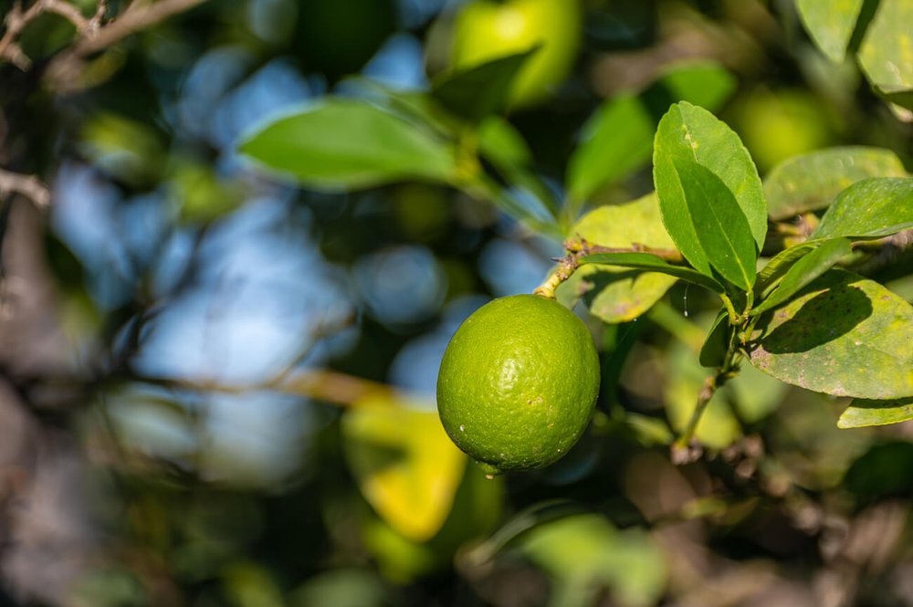 Además de tamarindos, la granja tiene árboles frutales como limoneros.
