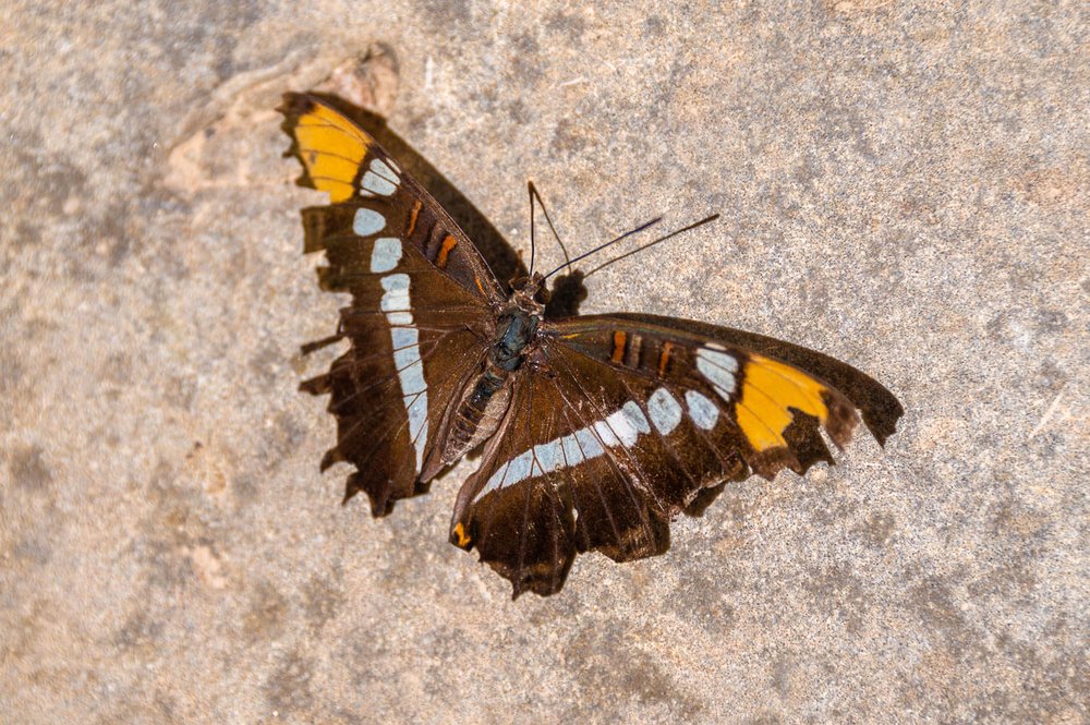 Mariposa del género Adelpha cerca del río Virgen en The Narrows. Fauna y vida silvestre del parque nacional Zion en Utah.