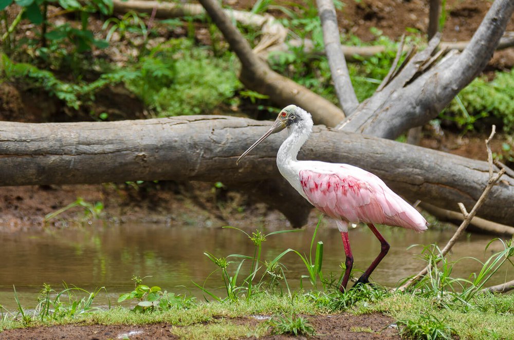 Espátula rosada (Platalea ajaja) en la ladera del río Frío en el refugio Caño Negro. Animales de Costa Rica. Cosas que hacer en Caño Negro.