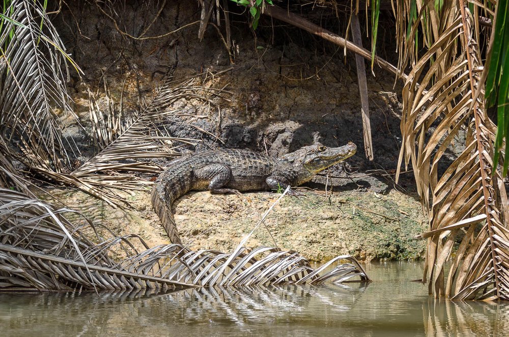 En el refugio Caño Negro son comunes los encuentros con guajipales o caimanes de anteojos (Caiman crocodilus). Animales de Costa Rica. Cosas que hacer en Caño Negro.