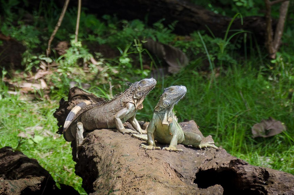 En el refugio Caño Negro se pueden ver reptiles como las iguanas verdes (Iguana iguana). Animales de Costa Rica. Cosas que hacer en Caño Negro.