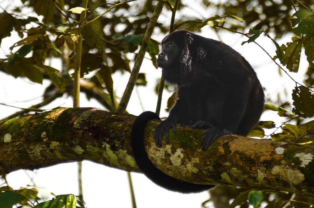 El mono aullador dorado (Alouatta palliata) es una de las cuatro especies de monos en Costa Rica. Animales de Costa Rica. Cosas que hacer en Caño Negro.