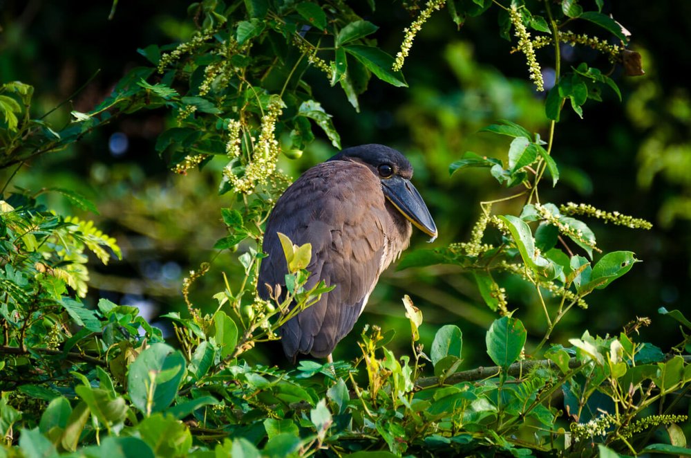 La garza pico de bota (Cochlearius cochlearius) es un ave nocturna presente en Caño Negro, sitio Ramsar en Costa Rica. Observación de aves en Caño Negro.