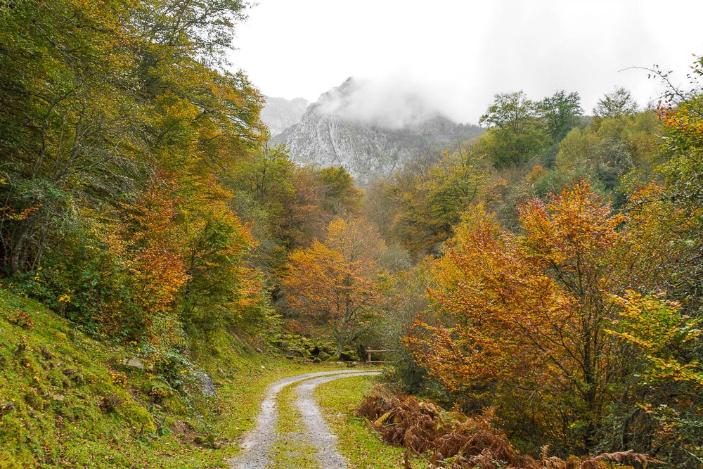 El camino entre el lago Ubales y el refugio Brañagallones está custodiado por hayas. Parques naturales Asturias. Turismo rural en la montaña asturiana.
