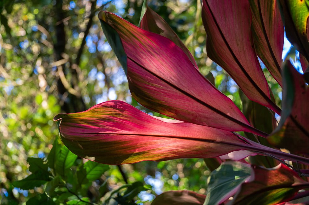 Hotel Belmar está camuflado entre la flora del bosque nuboso Monteverde.