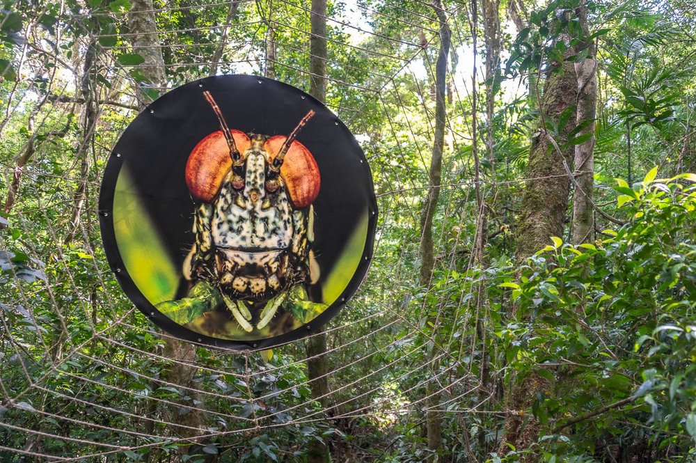 Savia presume la muestra Insectphilia con fotografía macro de Mauricio Valverde. Bosque nuboso Monteverde Costa Rica. Hoteles en Monteverde Costa Rica.