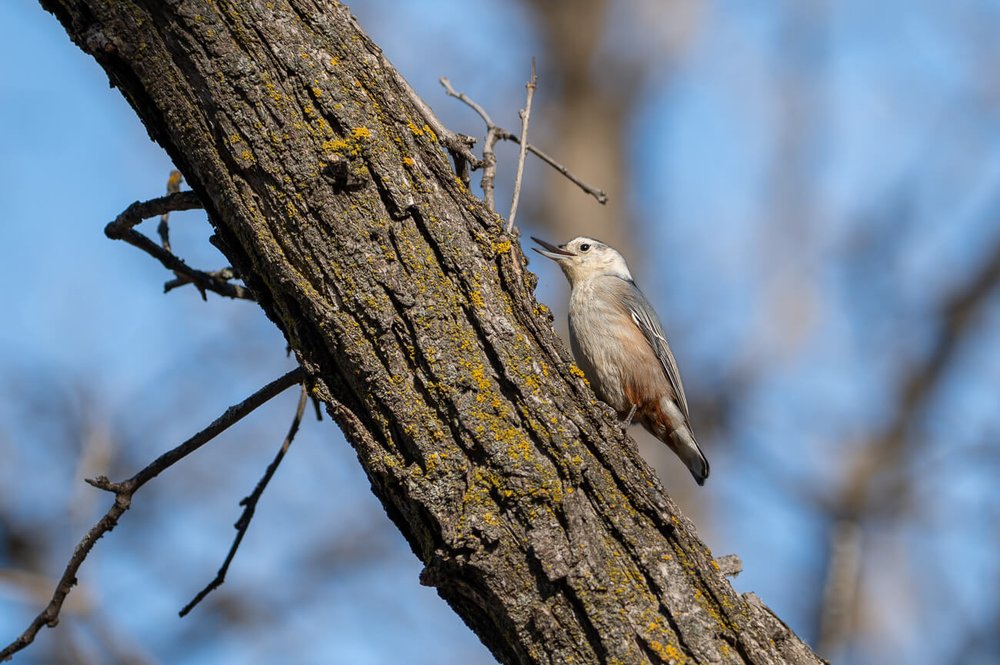 El trepador pechiblanco (Sitta carolinensis) es una de las aves que se pueden ver en Bois des Esprits. Observación de aves y fauna de las praderas canadienses en Manitoba.