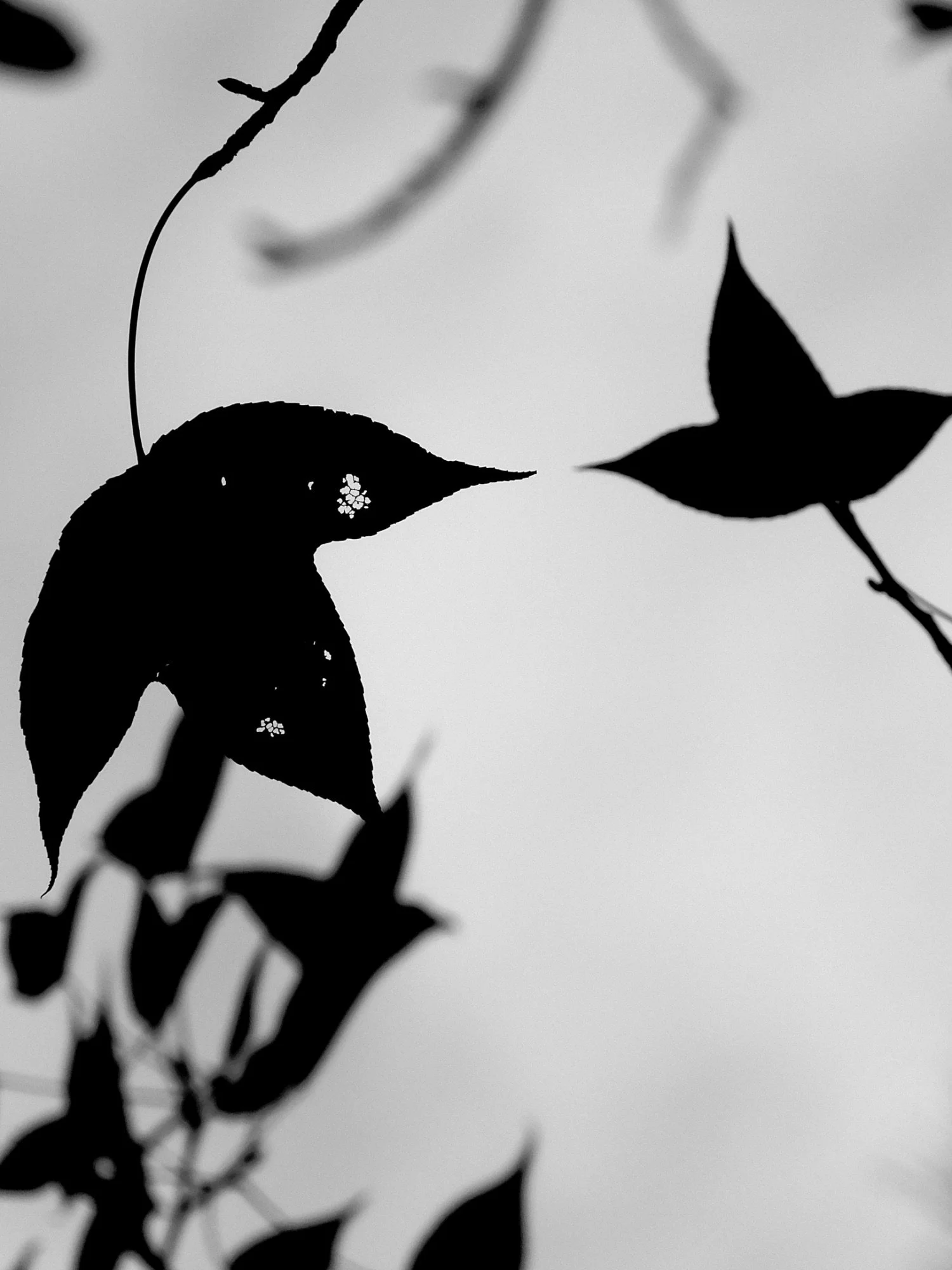Silhouette of tree branches and leaves against a cloudy sky.