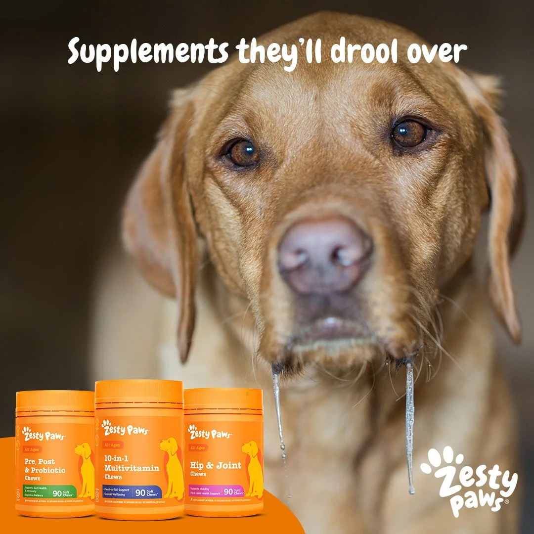 Social Ad (In-Feed) 
 Zesty Paws 