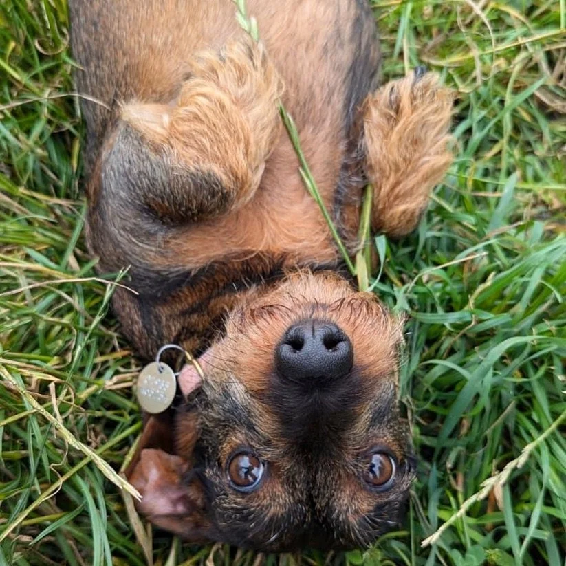 Ruby demonstrating how her whole world is going to turn upside down in a matter of weeks 🌎