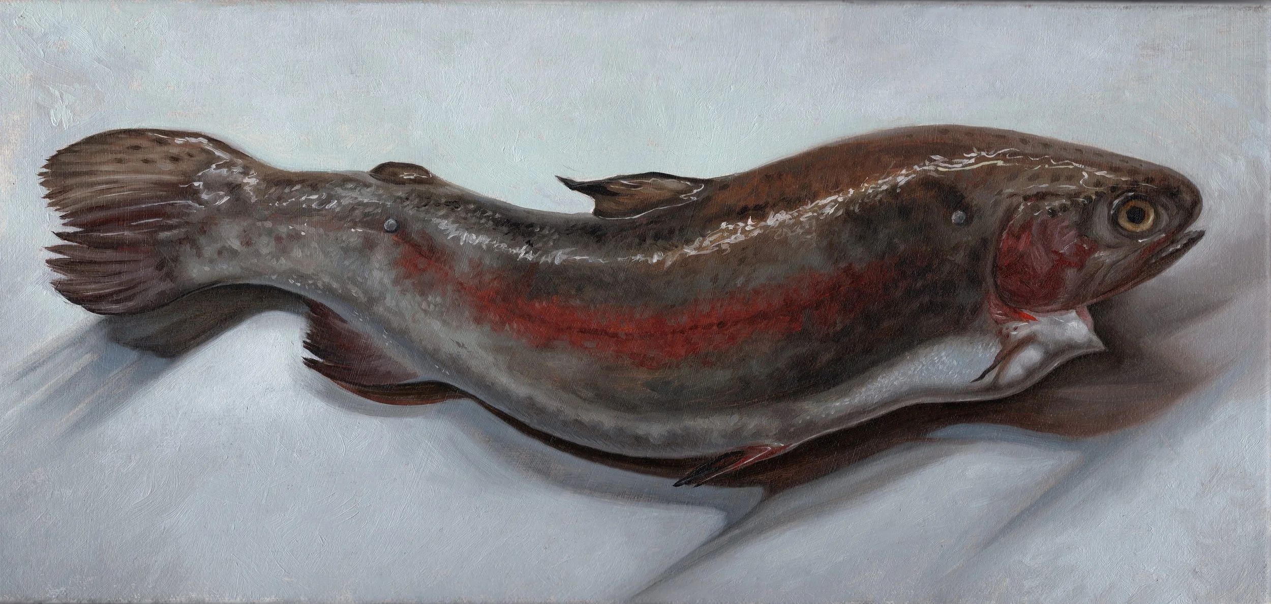 Trout on wall .jpg
