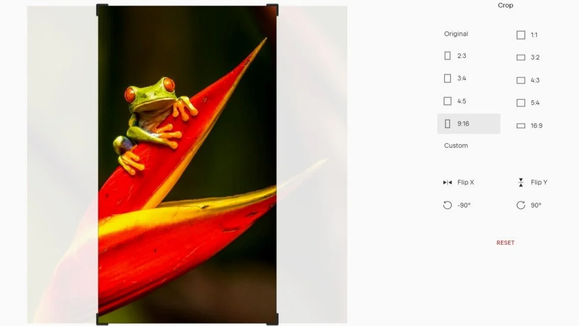 Skjermdump frå Squarespace. Viser redigering av bilde med ein frosk på eit blad.  Foto av frosk: @zmachacek / Unsplash