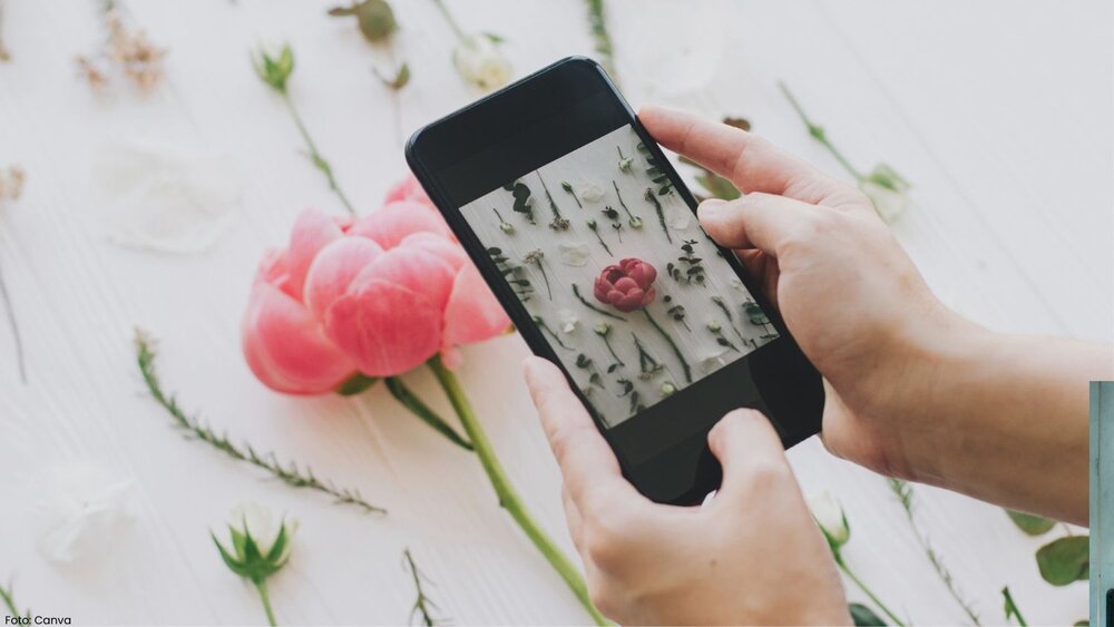 Bilde av ein som tek bilde av rosa blomar med smarttelefon