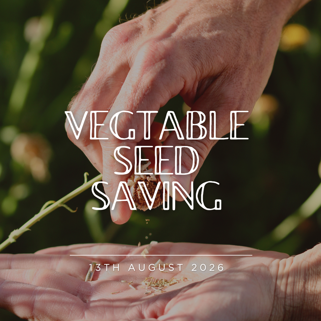 Vegetable Seed Saving - 13/8