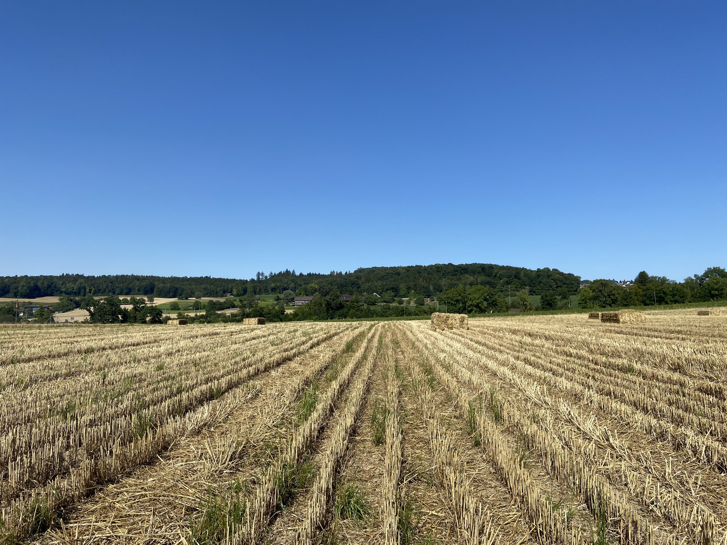 Frisch geerntetes GetreidefeldBild: Janine Lüdi