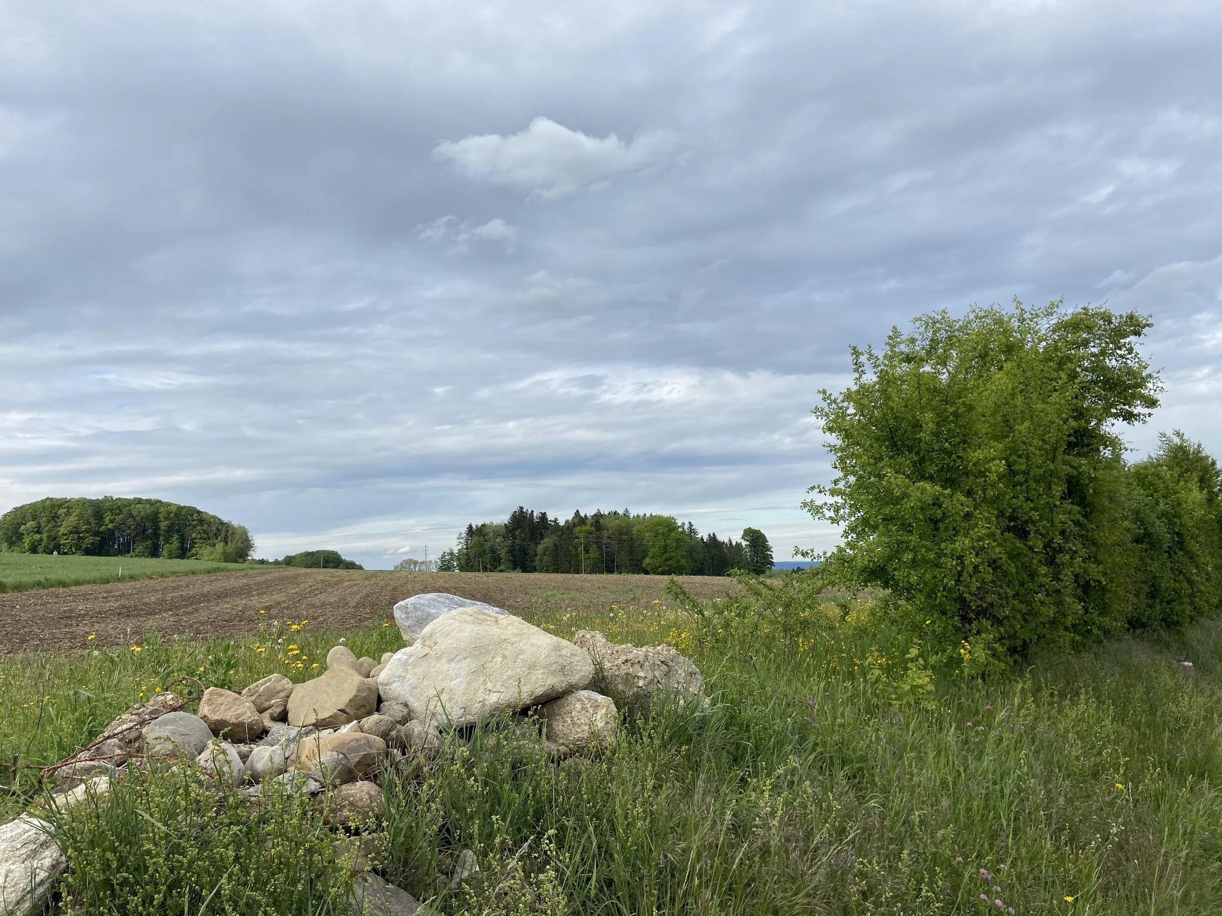 Steinhaufen und Hecke zur Förderung der BiodiversitätBild: Janine Lüdi
