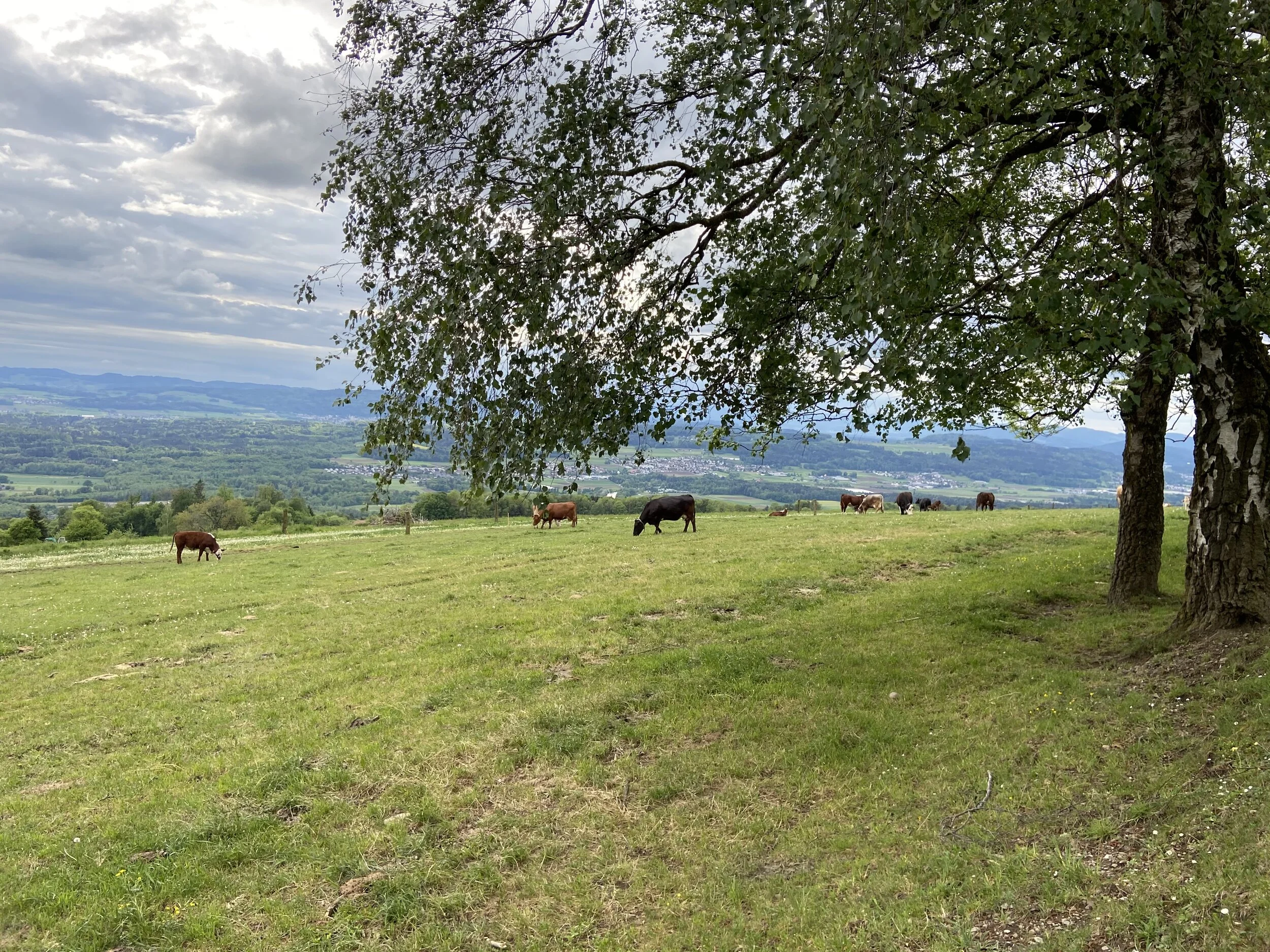 Weidende Mutterkühe mit KälberBild: Janine Lüdi