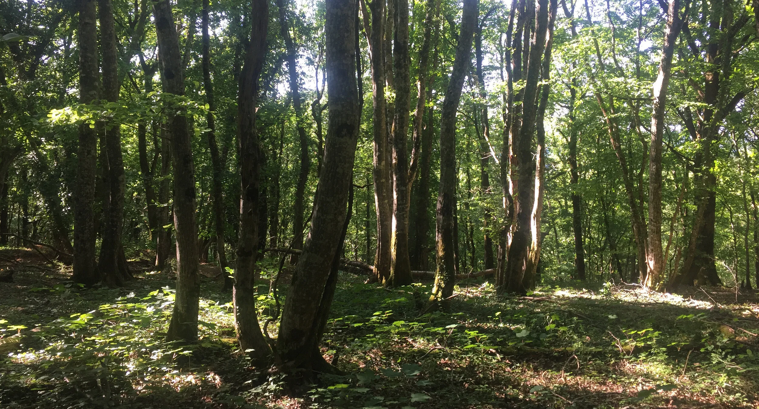 Une forêt dense avec de nombreux arbres verts et un sol recouvert de feuillage.