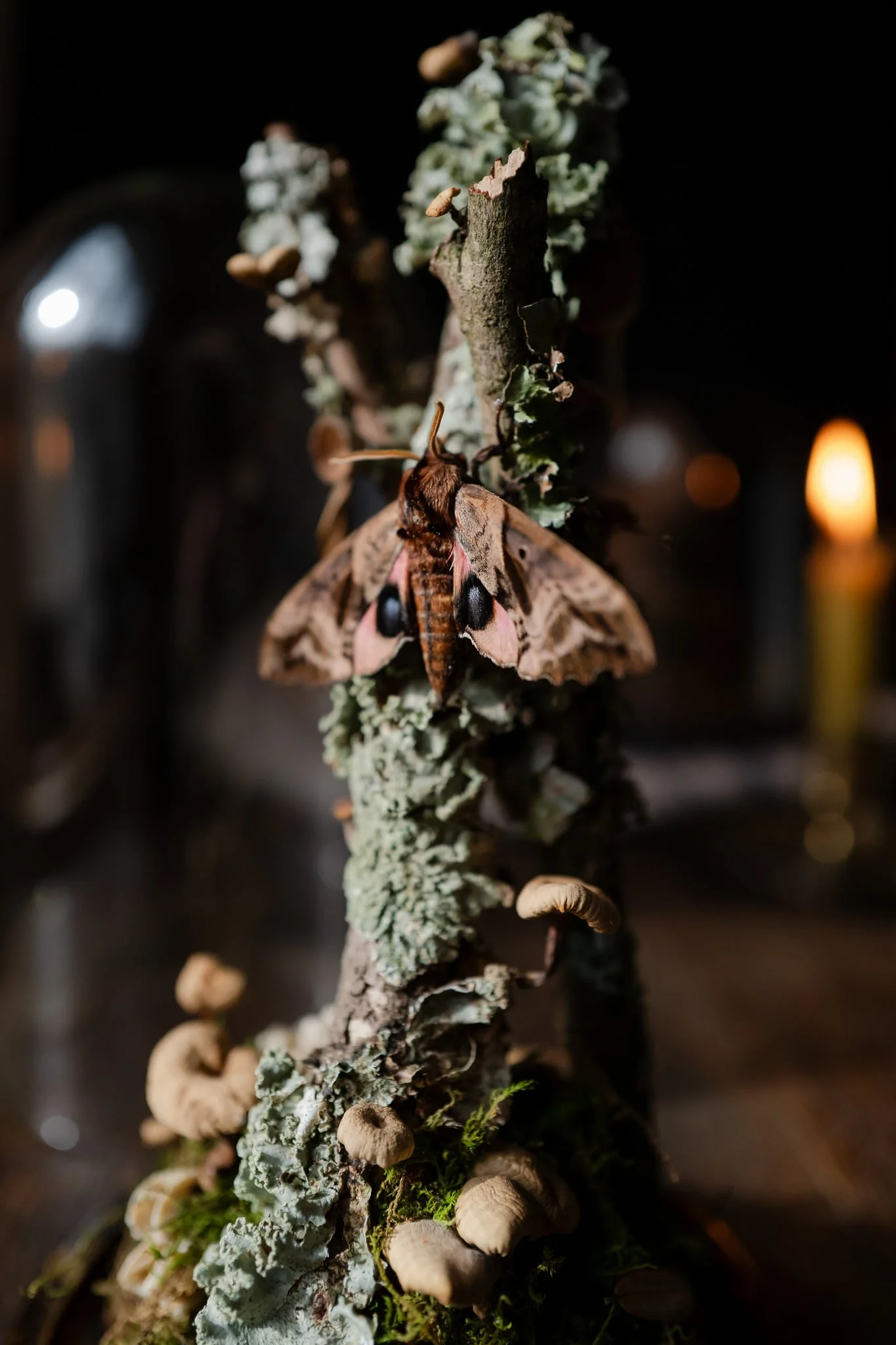 blinded_sphynx_moth-14.jpg