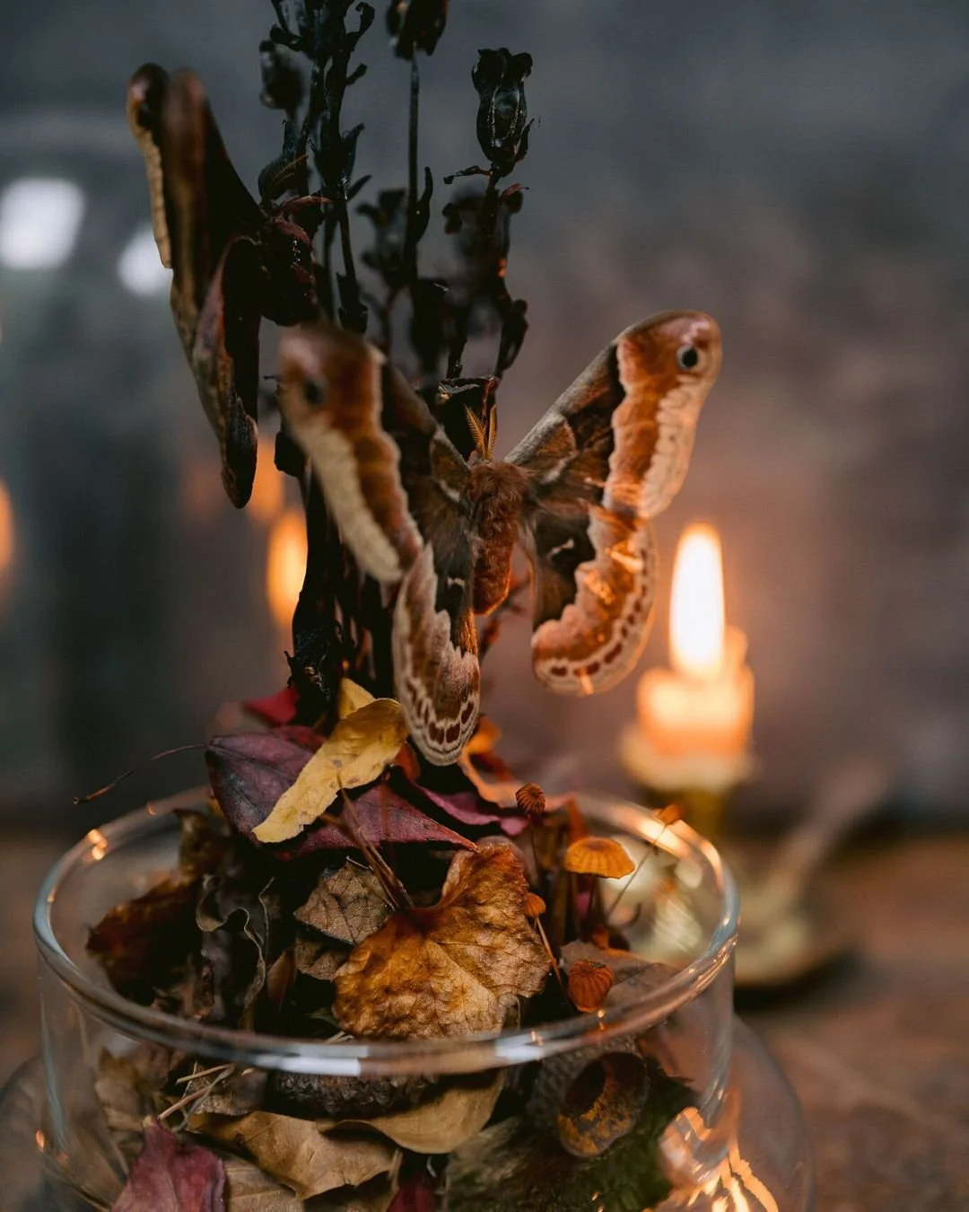 I've always looked forward to the spring and the blooming of the hauntingly beautiful Ghost Pipes, a beautifully almost see-through parasitic plant that can grow in the darkest of forests since it does not rely on light to grow but instead has a para