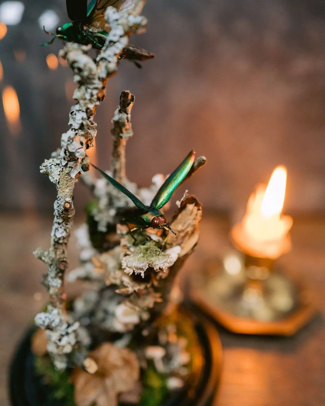 These stunning iridescent Jewel Beetles found in Japan epitomize the natural world's beauty. Their striking and mesmerizing colors make it impossible not to admire them as they catch the light from every angle, reflecting vibrant hues of greens, blue