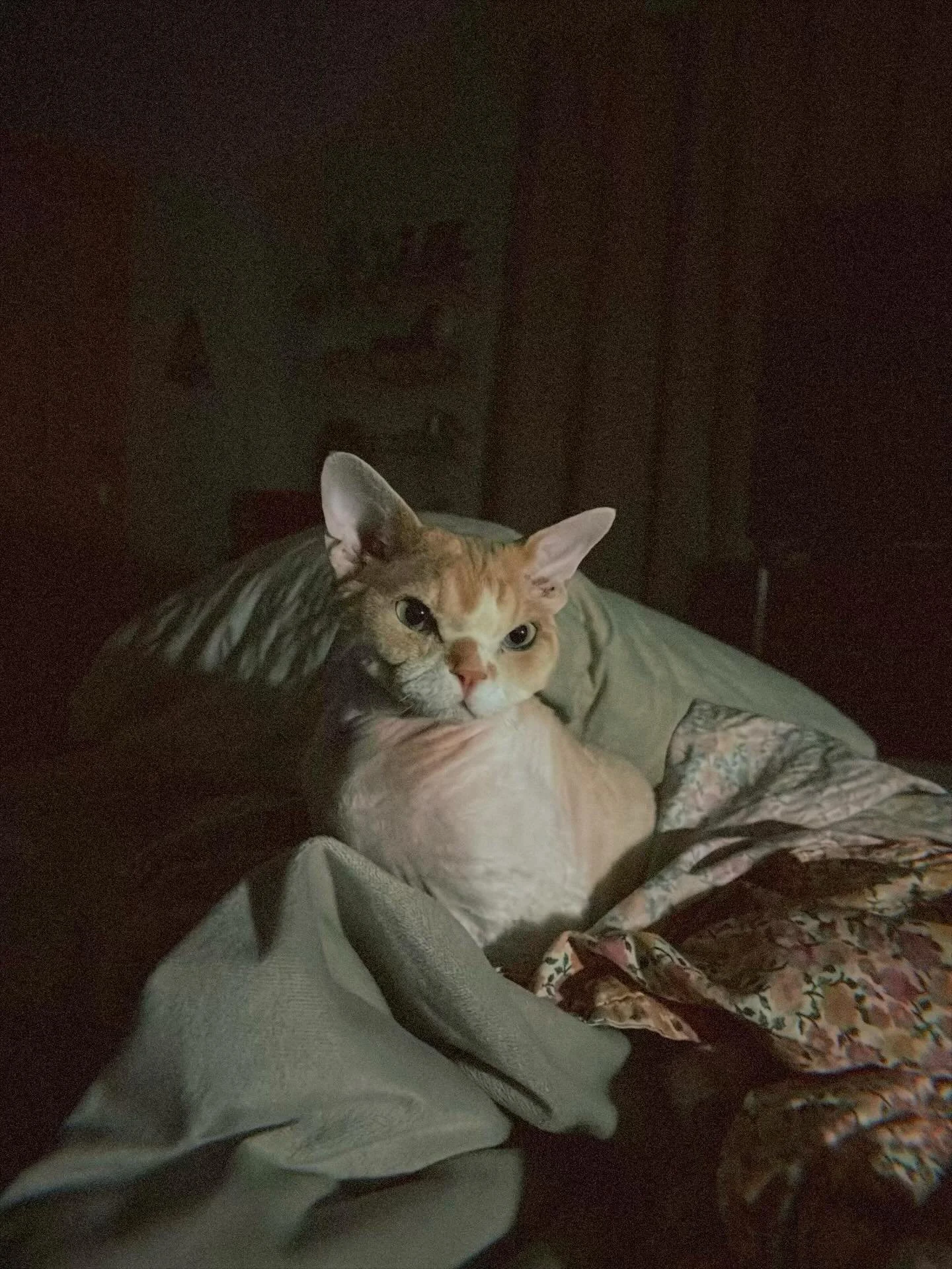 This little guy right here has wiggled his naked little self right into our hearts. Meet Iggy. Though we are finding he doesn&rsquo;t love when you aren&rsquo;t paying him attention, at least 90% of your day, he doesn&rsquo;t love blackouts, he will 