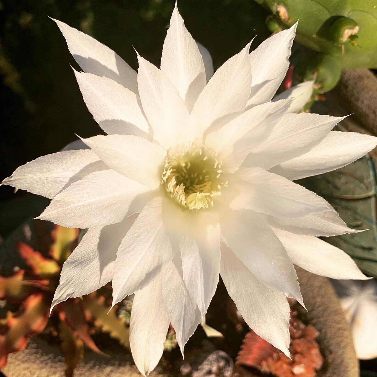 She bloomed by moonlight. So elusive is the cactus flower with her exquisite scent beyond description. So very fleeting. If only I could capture her beauty and fragrance in a bottle...pure intoxication! 
@flauraskinandhair 
.
.
.
#cactusflower #fullm