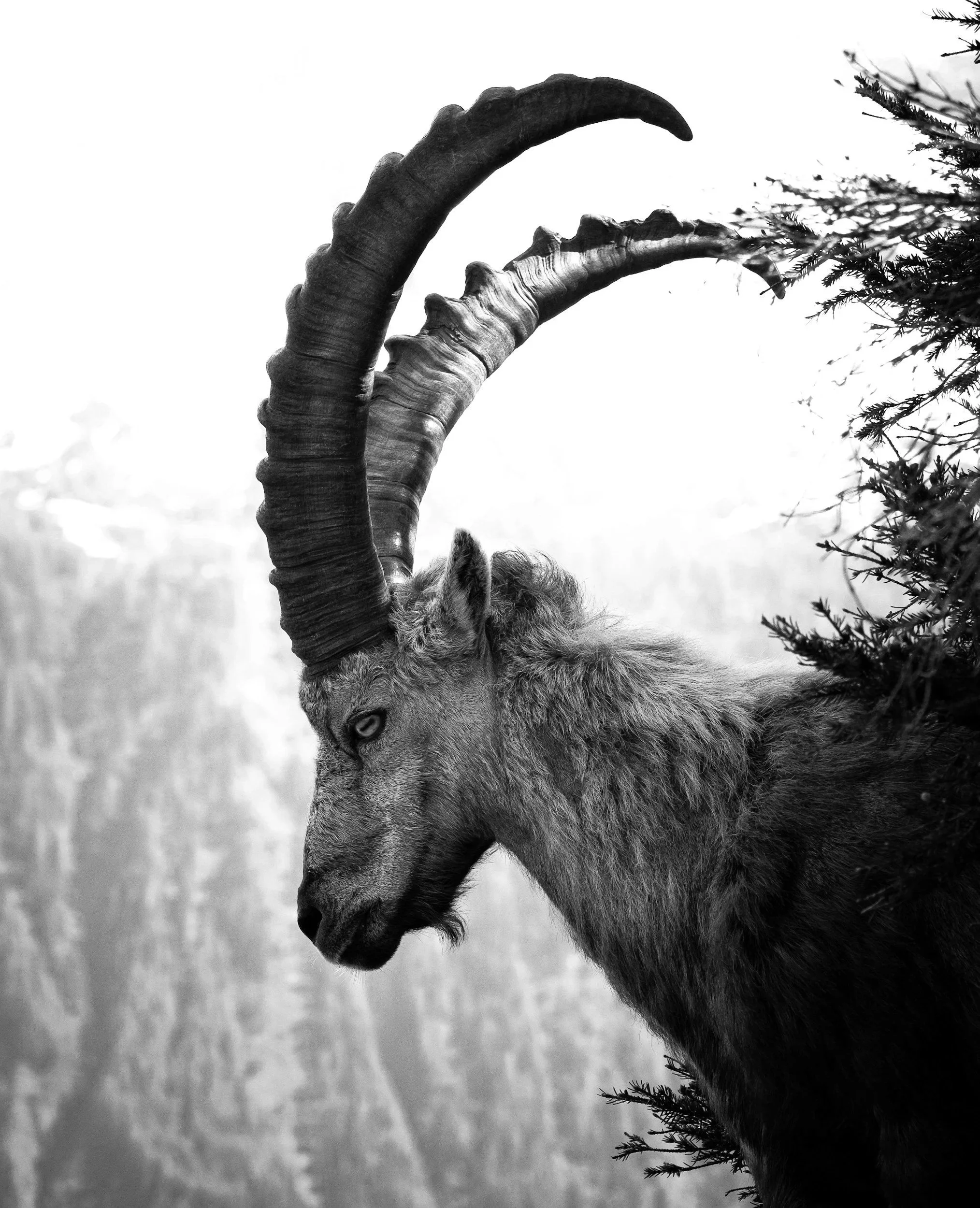 Episode 127: The GOATMAN