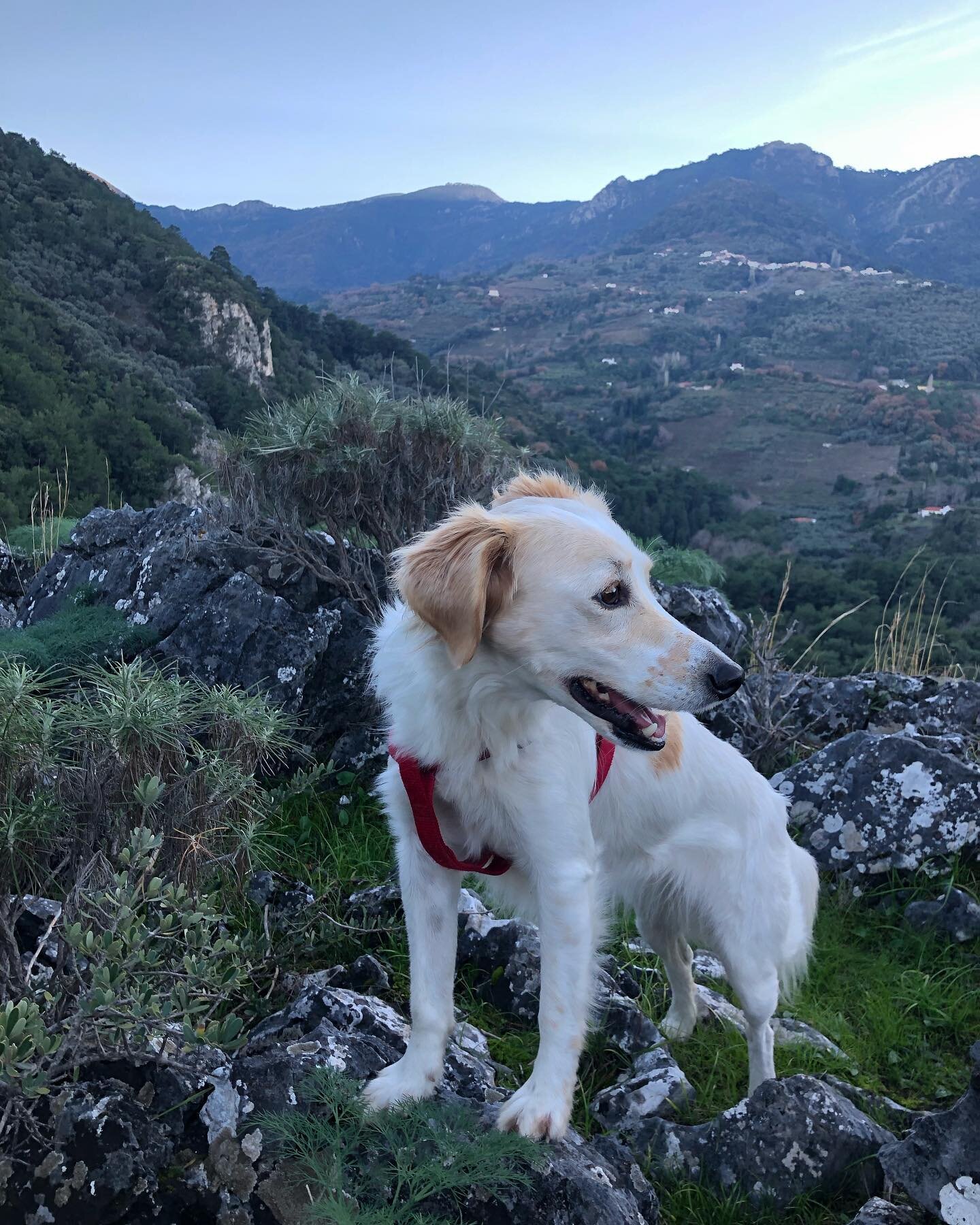 My new buddy thanks to @trustedhousesitters  #dogsofinstagram #rescusedog #hiking #mountains #greece #trustedtales