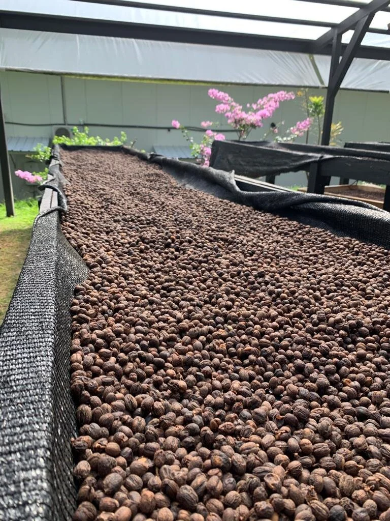 WhatsApp Image 2020-08-07 at 09.58.28.jpeg