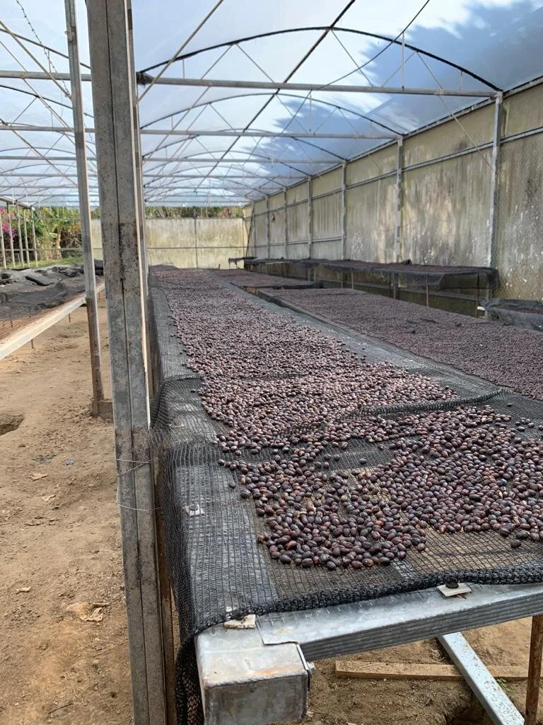 Bromelias Pacamara — K&R Specialty Coffee