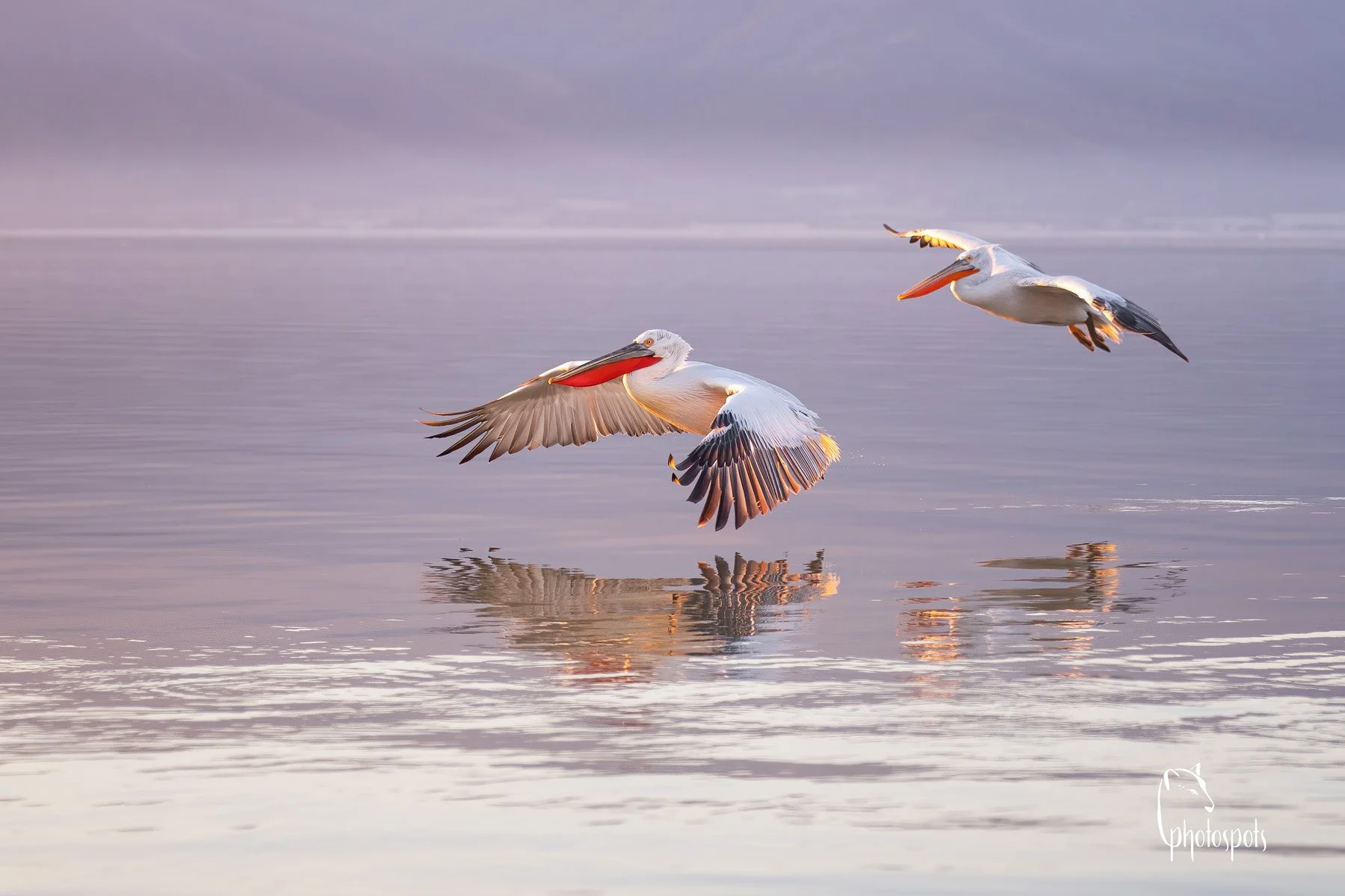 Pelikanfieber am Kerkini-See