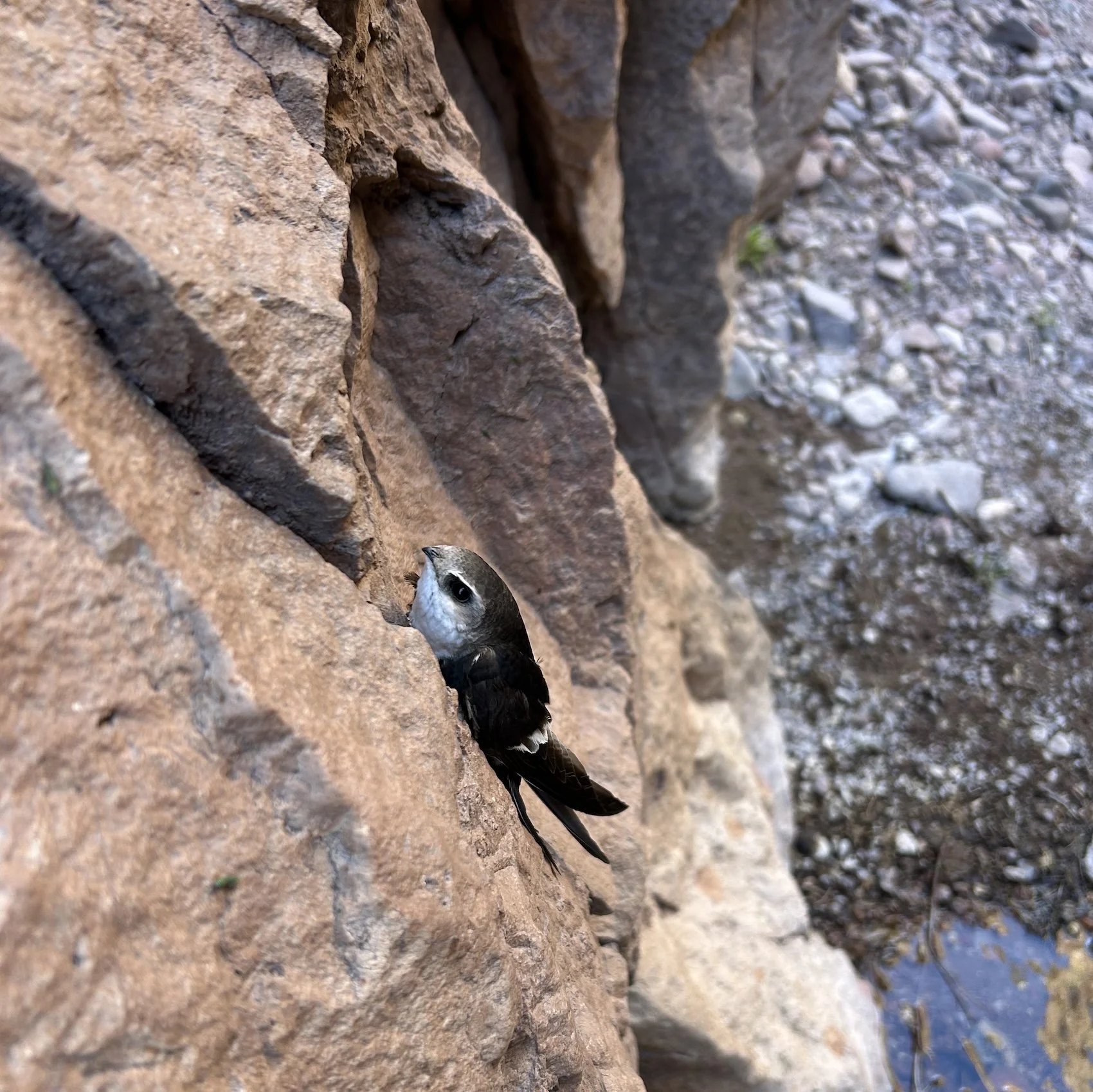 The Grand Enchantment Trail: Safford to the Mogollon Crest