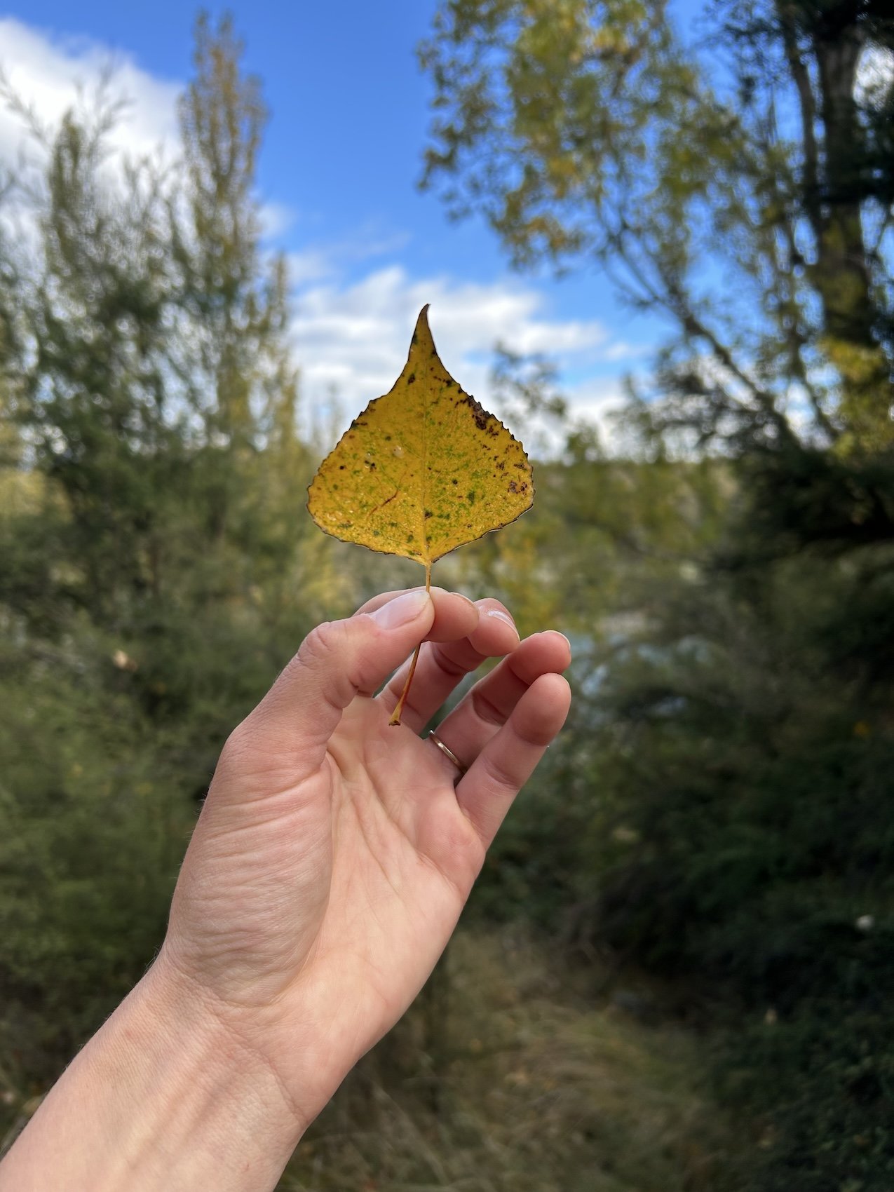 IMG_0651.jpeg