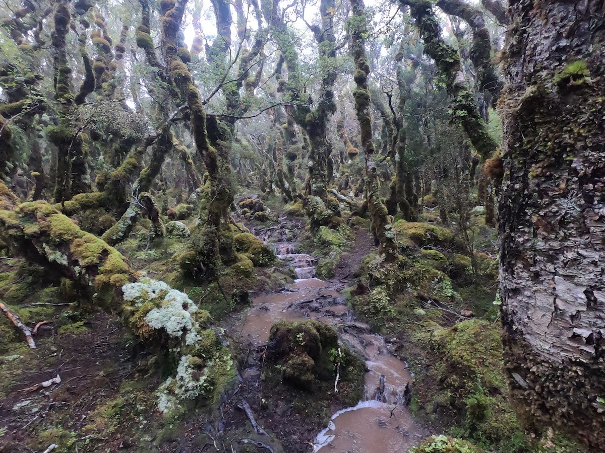 The Longwood Forest