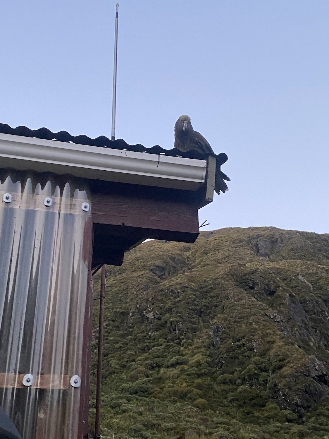 Kea (alpine parrot)