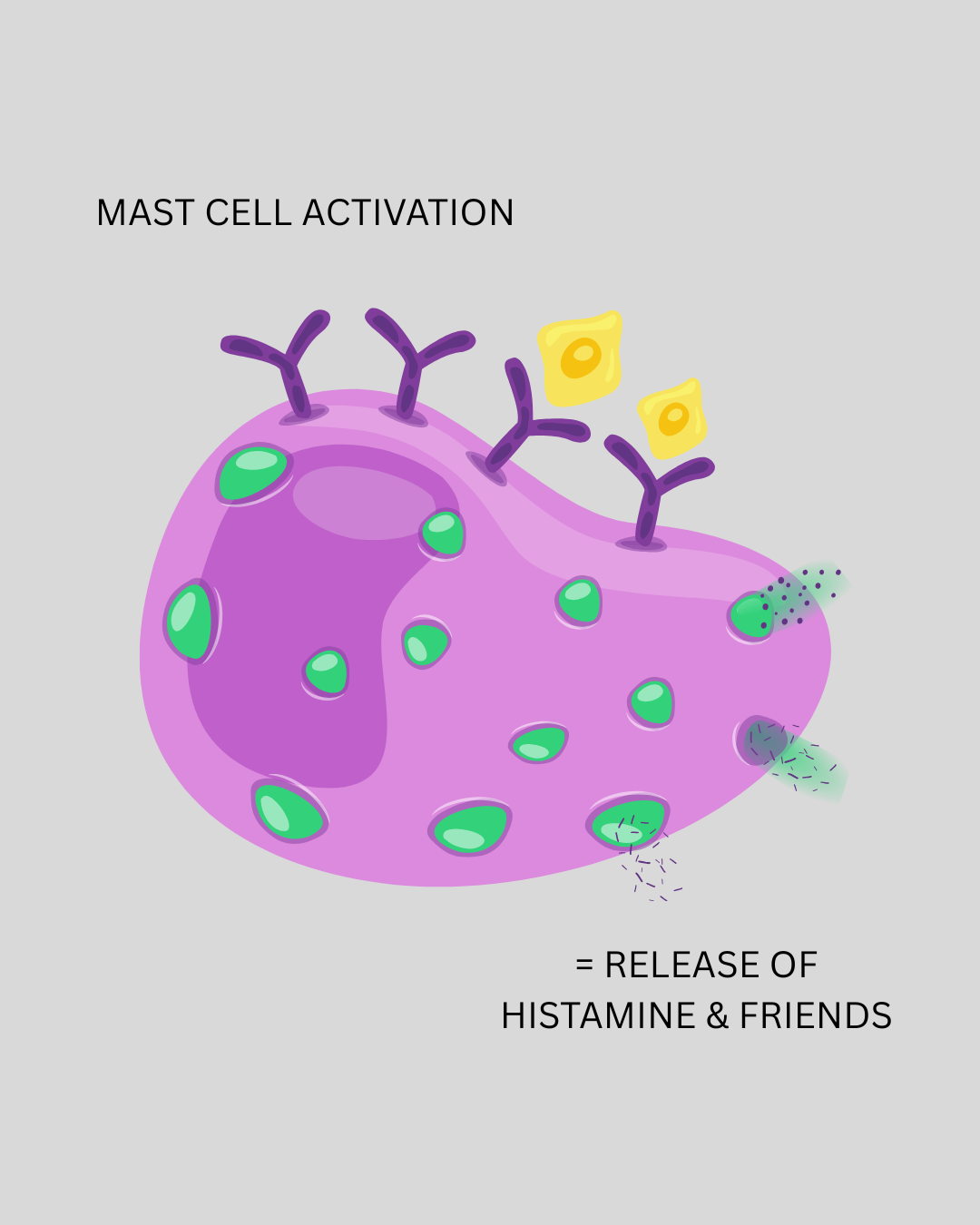 Mast cells &amp; stress