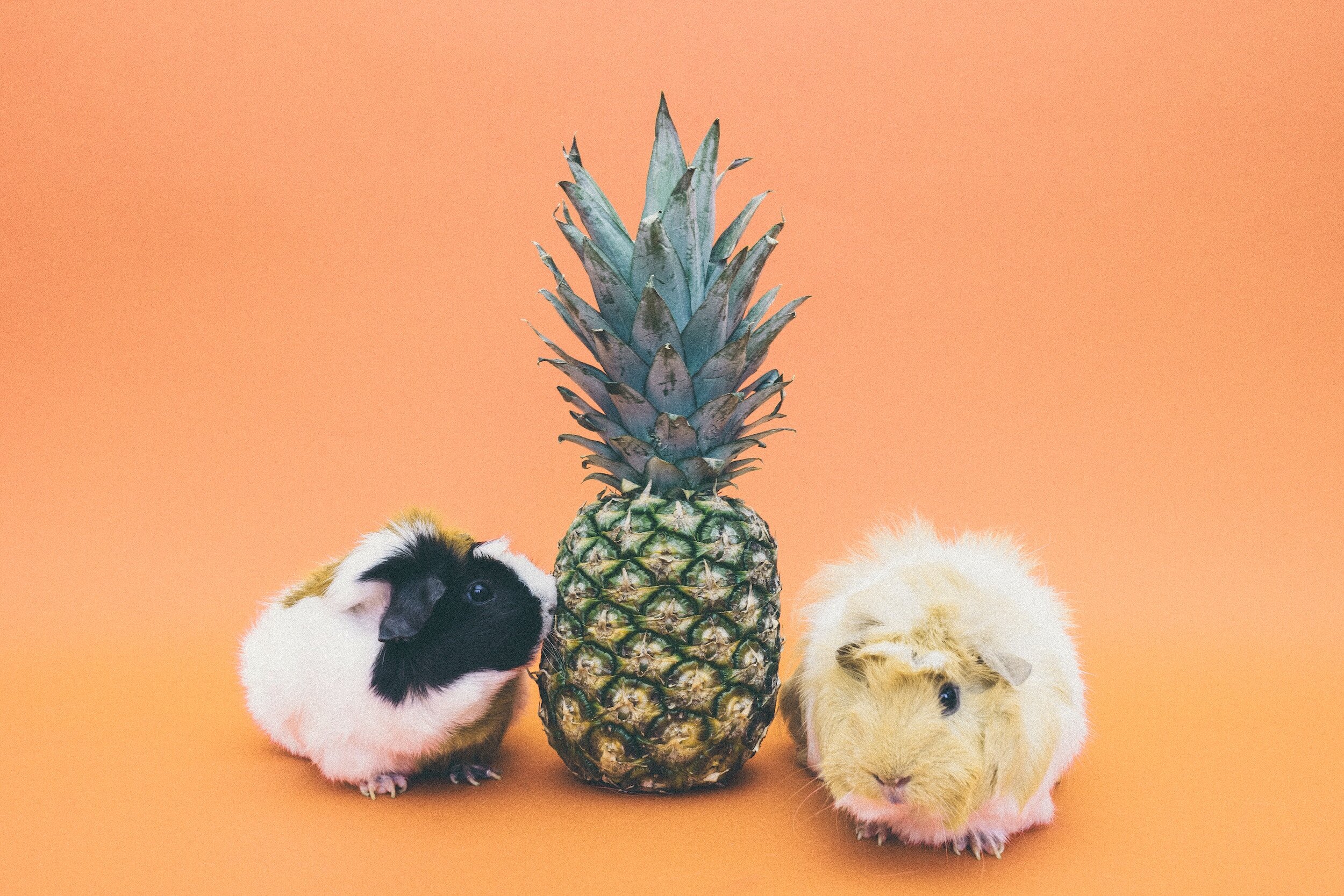The Power of Storytelling in Pet Branding