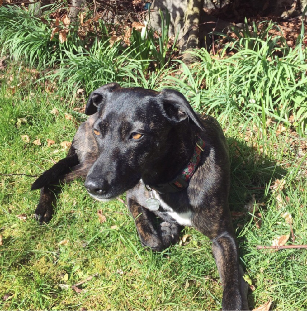 Reactive+Whippet+Training