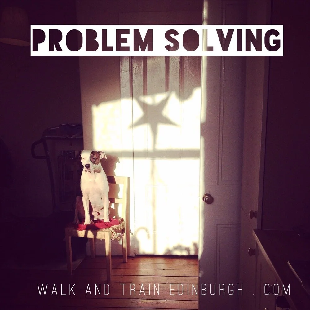 Problem Solver Dog Problem Solving — Walk & Train Edinburgh | Dog Training & Behaviour ...
