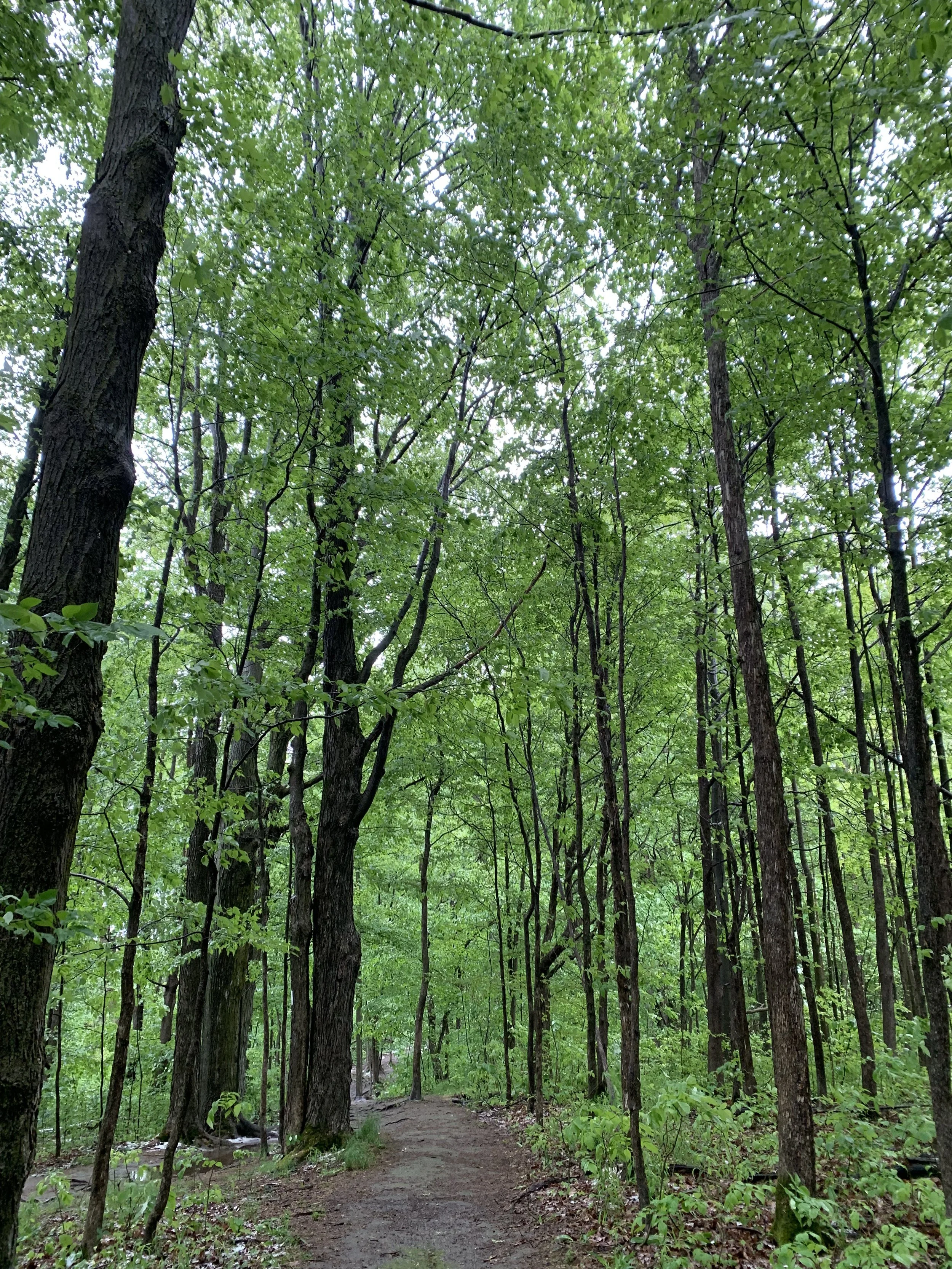 Surrounded by green, growing things