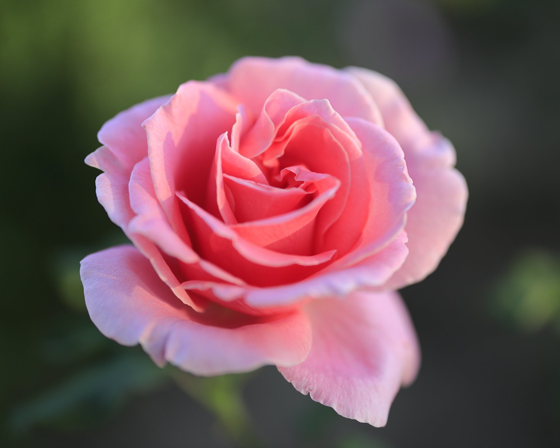 Canon RF 50mm F1.2  Florals