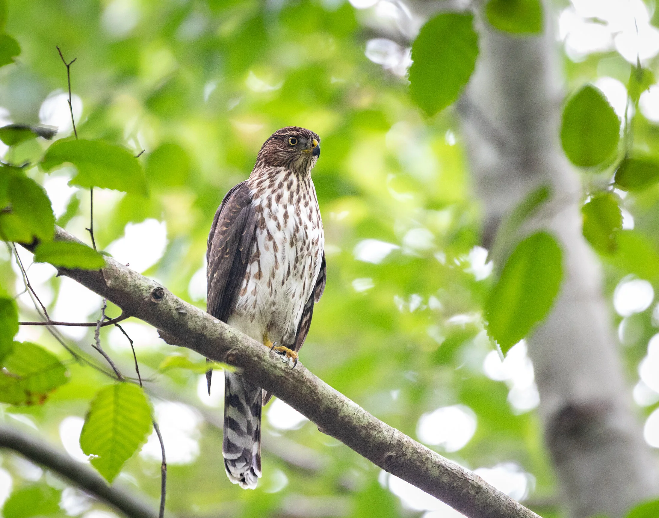 Coopers Hawk.jpg