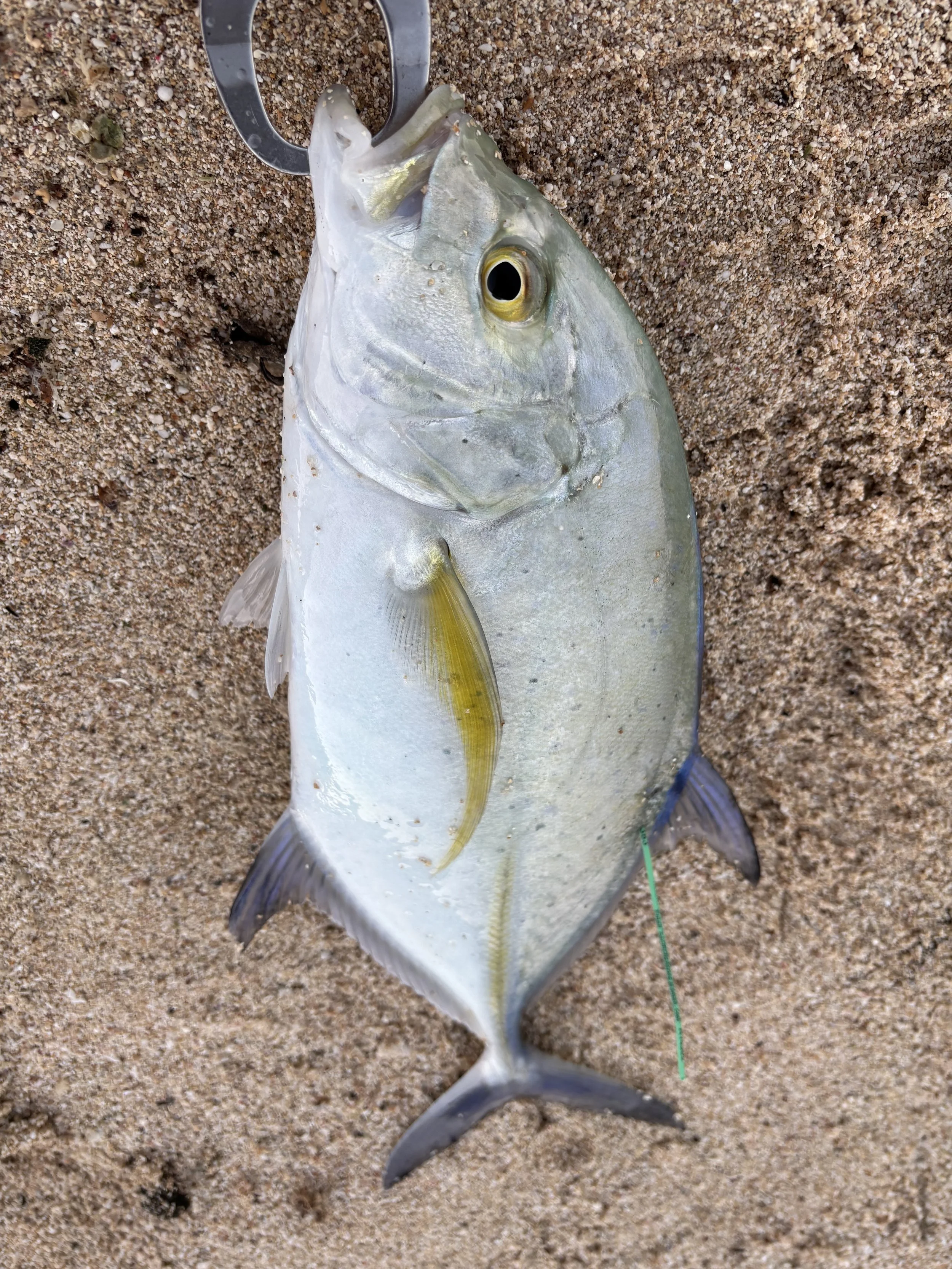 IMG_5554 Kevin mita.jpeg