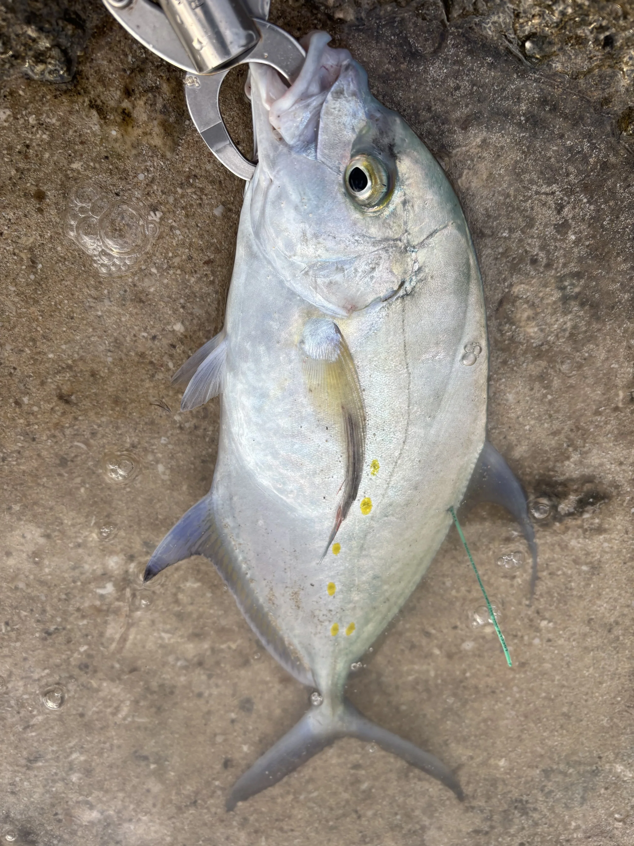 IMG_5715 Kevin mita.jpeg