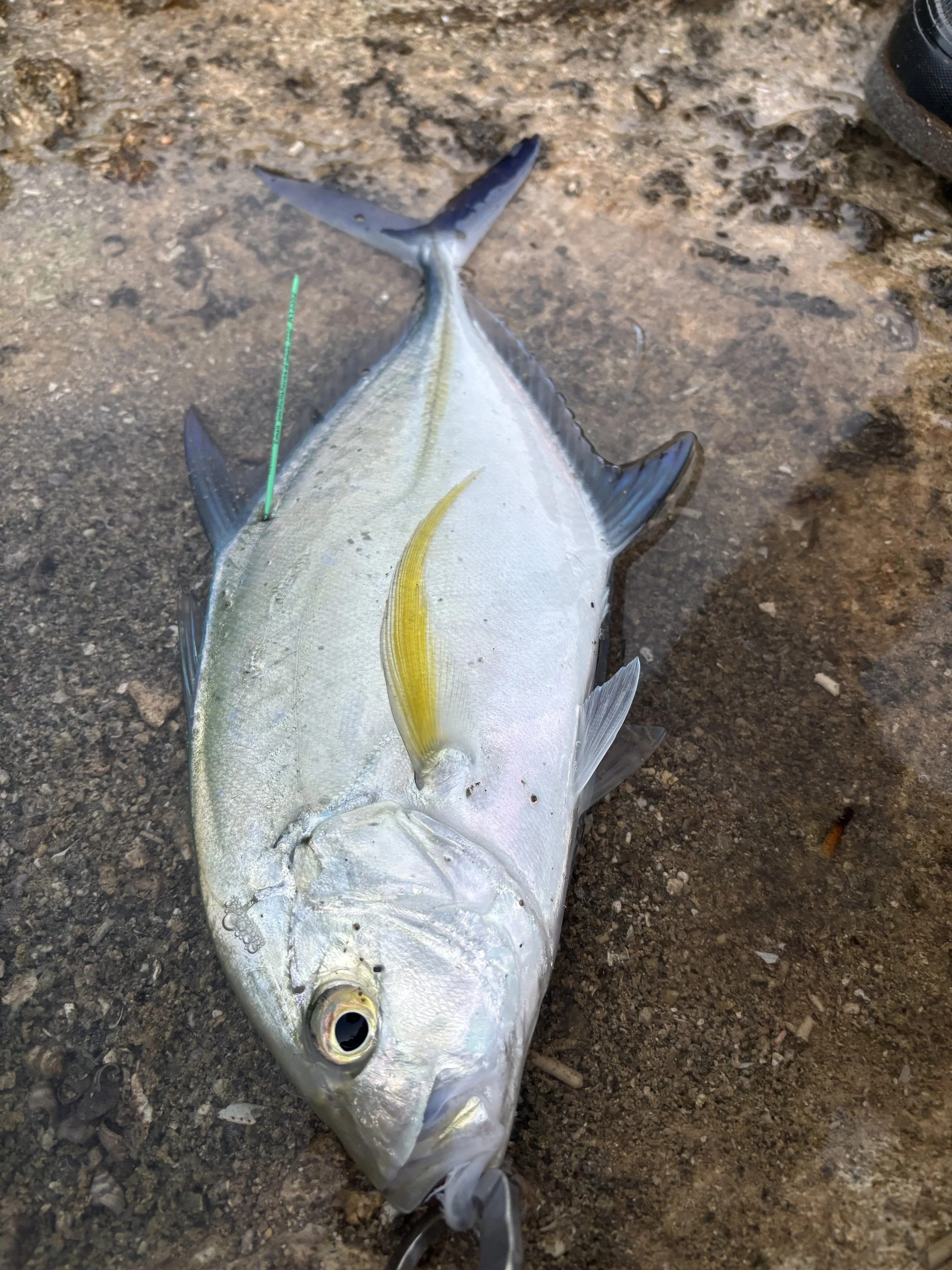 IMG_5725 Kevin mita.jpeg