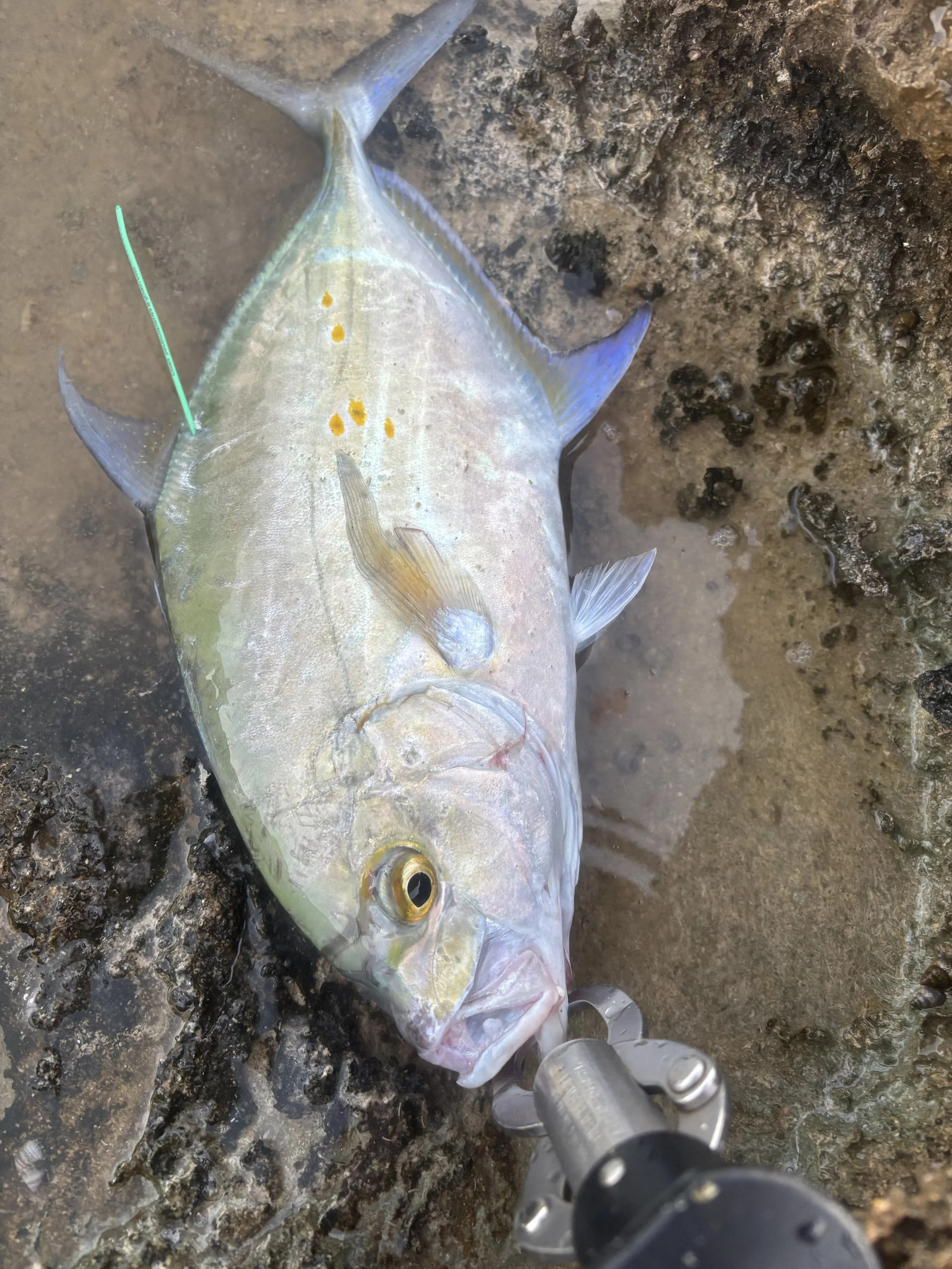 IMG_5733 Kevin mita.jpeg