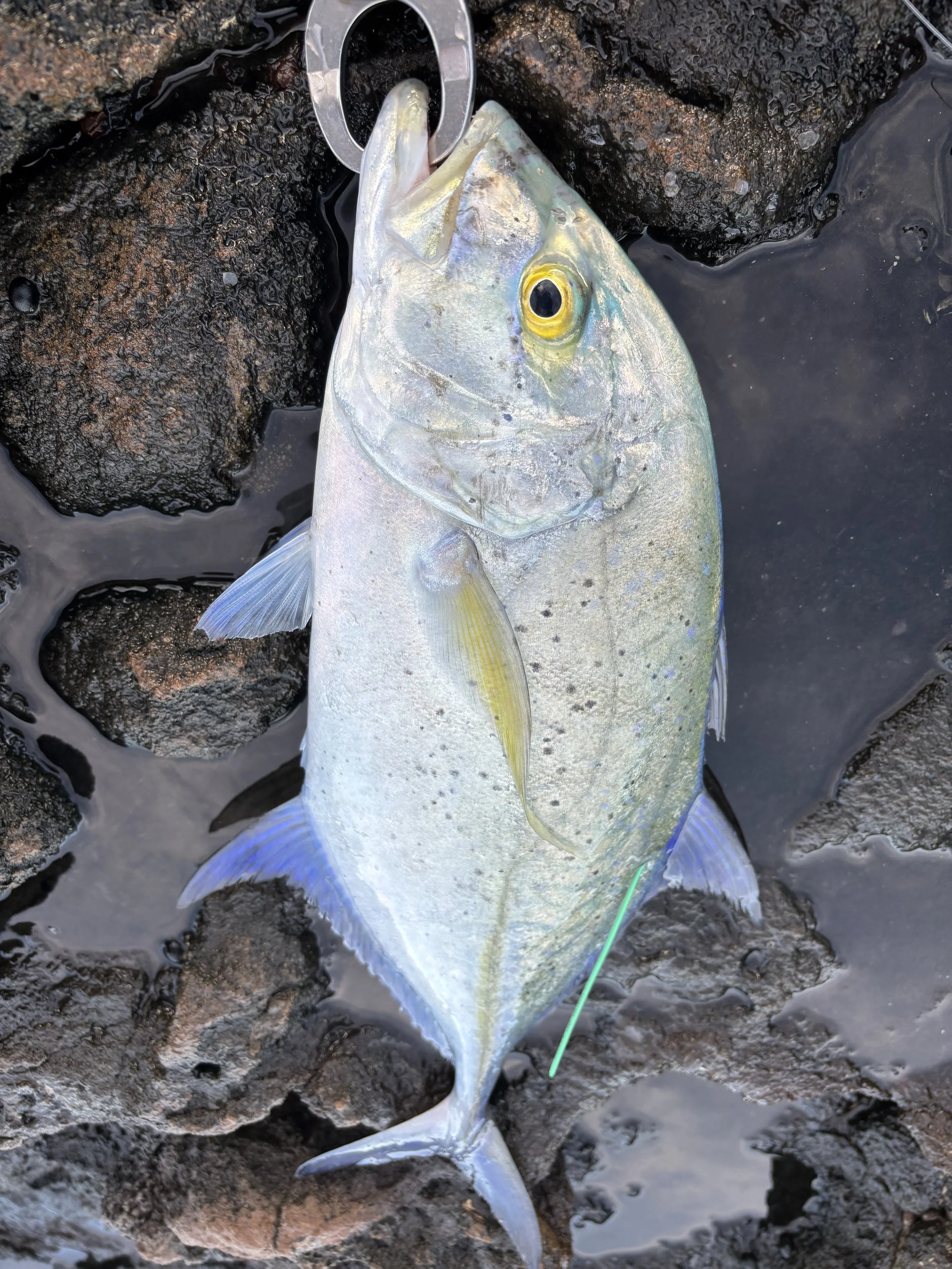 IMG_5947 Kevin mita.jpeg